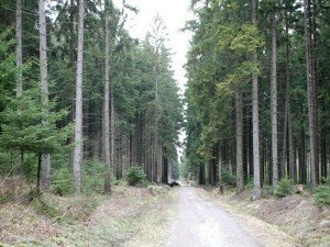 Große Teile des Münsterwalds werden nach Angaben der Bürgerinitiativen für den Bau von 10 riesigen Windkraftwerken in Mitleidenschaft gezogen.