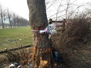 Die Unfallstelle: Gegen diesen Baum prallte am frühen Ostersonntag ein Pkw mit fünf Insassen. Zwei starben. Foto: OD