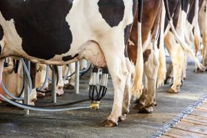 Mit dem Wegfall der Quoten hat sich die Lage der Milchbauern angeblich dramatisch verschlechtert. Foto: Shutterstock