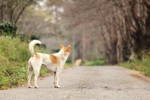 Ein streunender Hund. Foto: Shutterstock