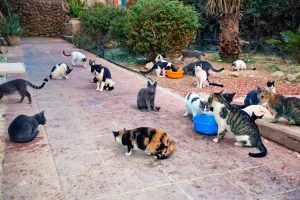 Die Katzenplage ist für sehr viele Gemeinden ein akutes Problem. Foto: Shutterstock