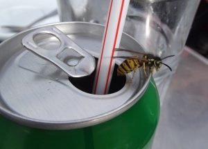 Bei Getränken verwendet man am besten einen Strohhalm, damit nicht aus Versehen eine Wespe in den Mund gelangt. Foto: Shutterstock