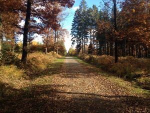 Für Spaziergänger ein Bilderbuch-Herbst (hier im Schönefelder Wald in Eupen). Foto: OD