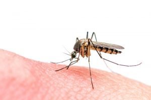 Durch diese Mücke verbreitet sich das Zika-Virus. Foto: Shutterstock
