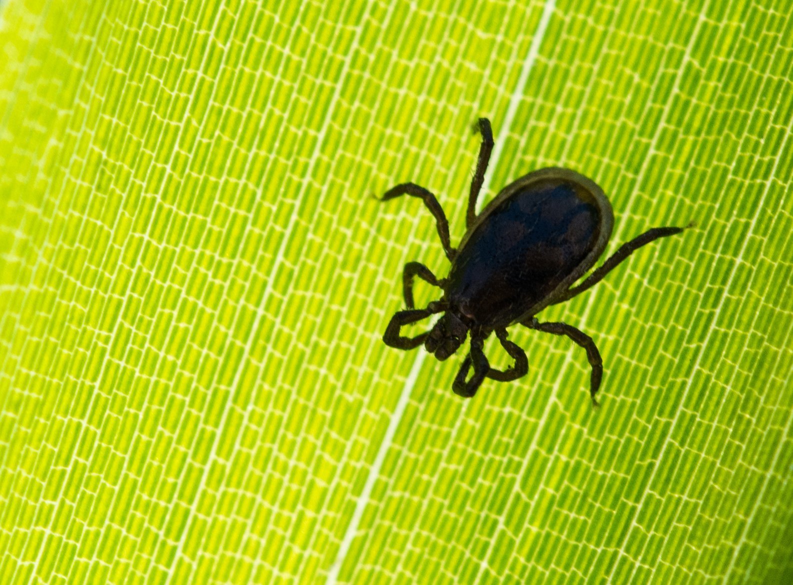  Achtung Zecken Infoabend Am 18 September In St Vith Ostbelgien 