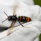 Stadt Eupen über Asiatische Hornisse: Herbstzeit bringt vermehrt Nester zum Vorschein
