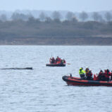 Buckelwahl in Ostsee schwächelt – Ruhe soll helfen